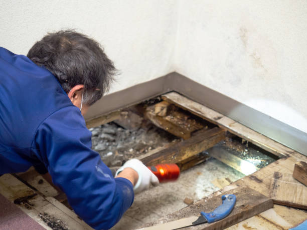 Best Emergency Mold Removal  in Owensville, IN