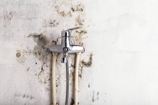 Best Black Mold Removal  in Owensville, IN