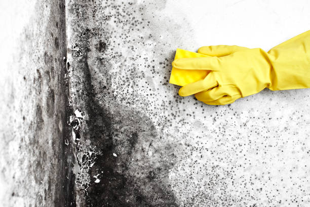 Best Local Mold Removal Service  in Owensville, IN