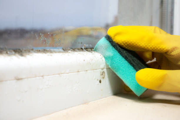 Best Commercial Mold Removal  in Owensville, IN