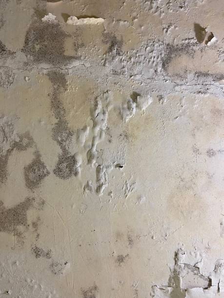 Best Mold Testing  in Owensville, IN