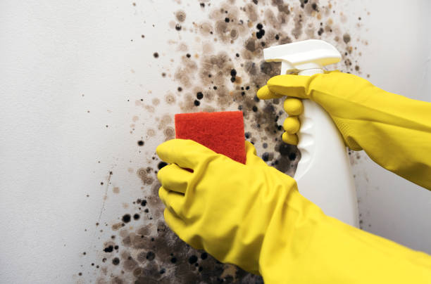 Best Office Mold Removal Services  in Owensville, IN
