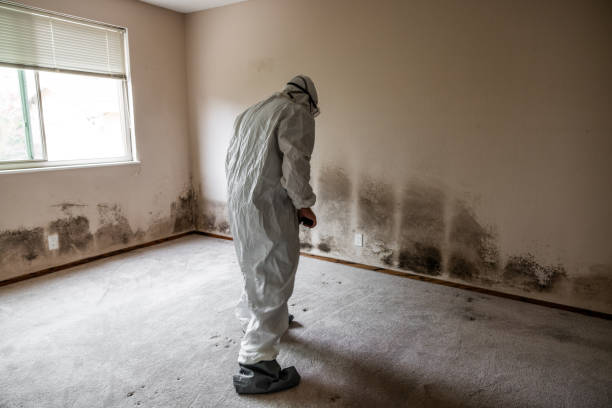 Best Fast Mold Removal  in Owensville, IN